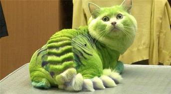 娱乐吃瓜君猫猫生气歌