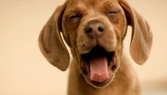 娱乐吃瓜菌小狗