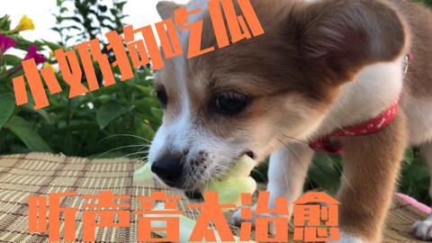 狗狗娱乐吃瓜酱,揭秘宠物界的趣味生活