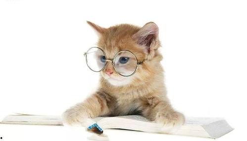 娱乐吃瓜君猫咪老师,娱乐吃瓜君的趣味解读